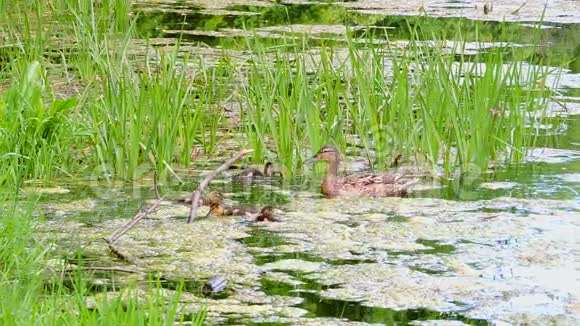 野鸭和小鸭子在水里游泳野鸭在沼泽里游泳视频的预览图