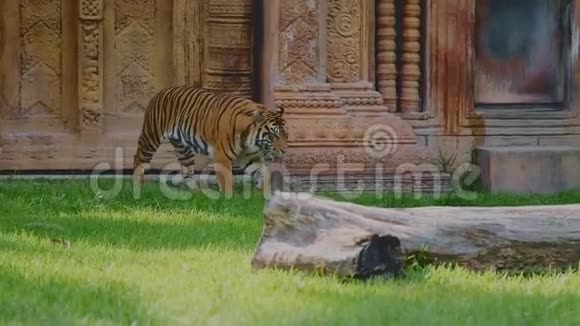 在阳光明媚的日子老虎在寺庙附近散步视频的预览图