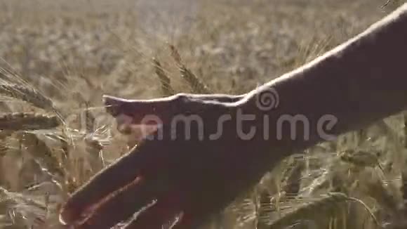 女人的手穿过小麦视频的预览图
