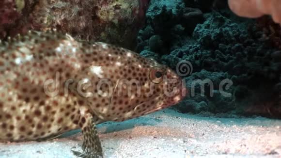 红海珊瑚中的亮斑石斑鱼视频的预览图