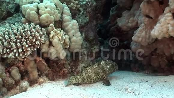 红海珊瑚中的亮斑石斑鱼视频的预览图