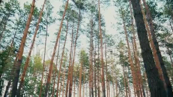 美丽的自然森林树木绿草太阳林日落视频的预览图