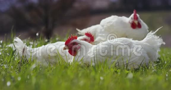 一片农田上的白母鸡视频的预览图