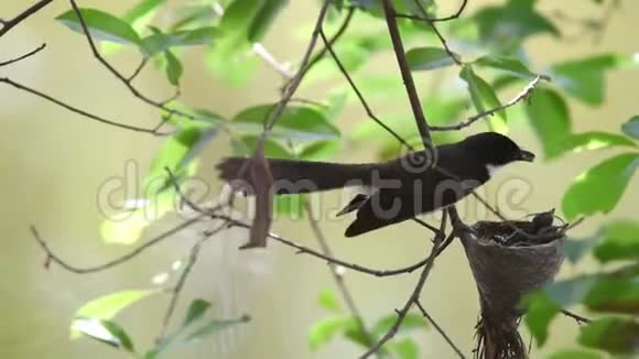 马来西亚鸟鸟视频的预览图