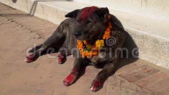 尼泊尔库库尔提哈尔节期间戴着黄花项链的狗视频的预览图