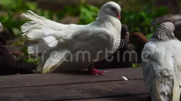 一只美丽的白鸽清洁它的羽毛和翅膀一群家鸽在度假视频的预览图