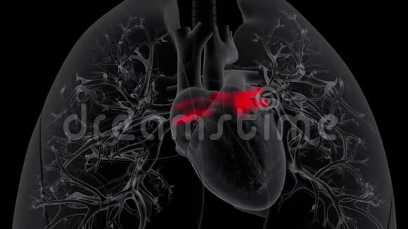 心脏缓慢地从肺部接受氧合血液视频的预览图