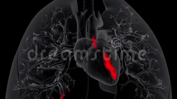 心脏接受肺的氧合血液视频的预览图