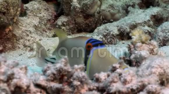 阿拉伯鱼类毕加索在红海的水下触发了鱼视频的预览图