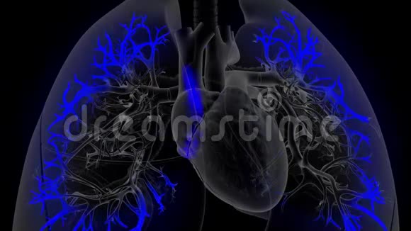 心脏缓慢地向肺部输送脱氧血液视频的预览图