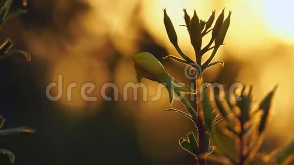 草甸的黄色高花在风中摇曳夕阳的光芒创造了一个美丽的背景视频的预览图