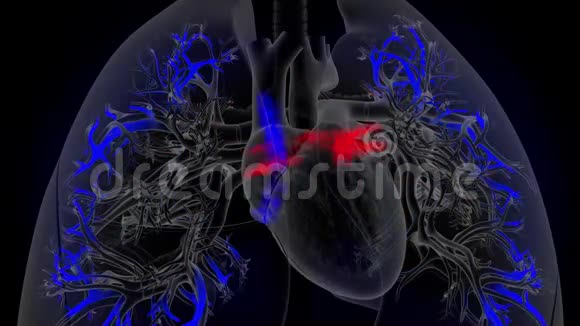 心脏将脱氧血输送到肺部并缓慢地接受氧血视频的预览图