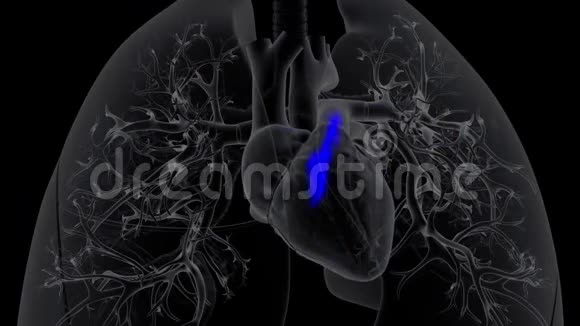 心脏将脱氧血液注入肺视频的预览图