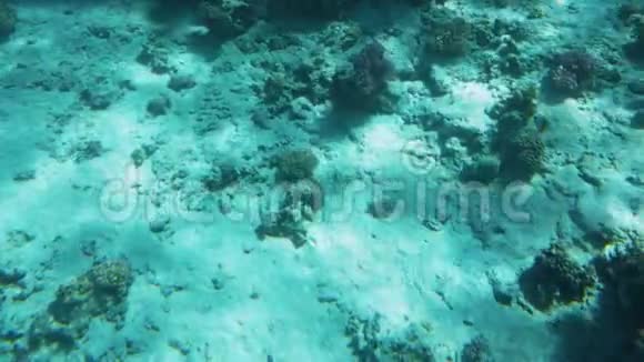 惊人的水下4k视频水下生命围绕珊瑚礁美丽的红海自然视频的预览图