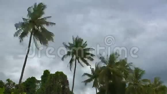 在泰国雨季暴风雨来临之前强风摇动了椰子棕榈树视频的预览图