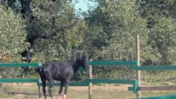 年轻的Stallion优雅的纯种深棕色的马经过阉割到处跑动物护理概念视频的预览图