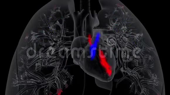 心脏将脱氧血输送到肺并从肺中接受含氧血视频的预览图