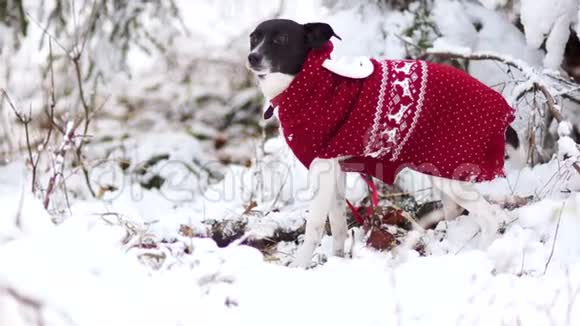 一只穿着鹿服的孤独狗在白雪覆盖的树的背景下拼命地摇着尾巴视频的预览图
