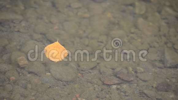 一片秋叶漂浮在平静宁静的河面上视频的预览图