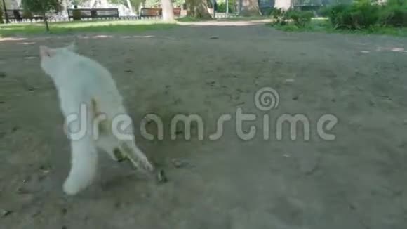 敖德萨市公园的流浪白猫视频的预览图