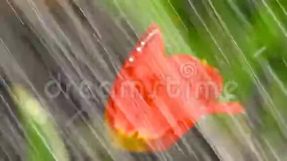 红郁金香的花朵在怒放的溪流下视频的预览图