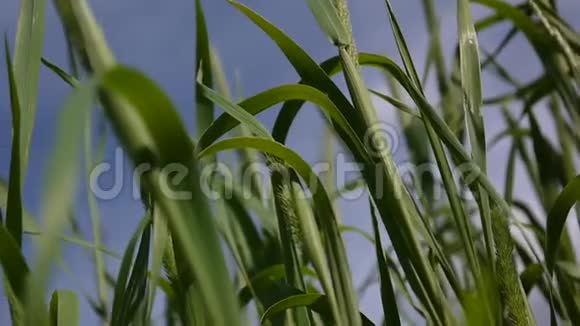 夏天蒂莫西草在草地上近距离拍摄普莱姆蓝天背景上的新鲜绿色植物视频的预览图
