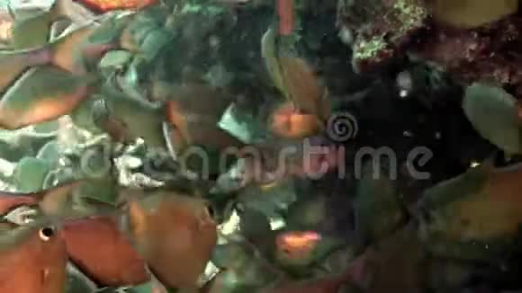 学校闪闪发亮的鱼洞游泳者佩姆弗里斯万尼科尔斯水下红海视频的预览图