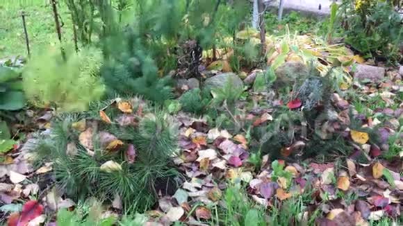 花坛中的秋天迹象视频的预览图
