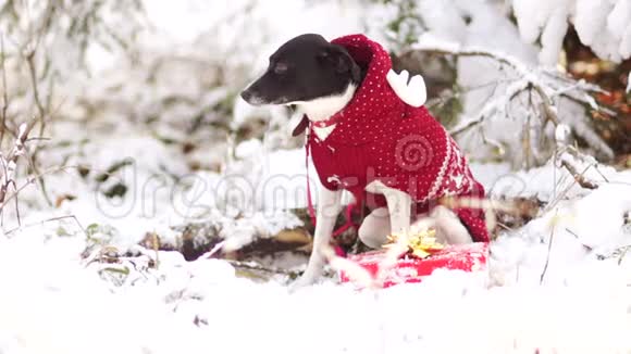 一只黑白相间的狗坐在树下的雪地里她冻得发抖狗旁边有一个盒子里面有一个视频的预览图