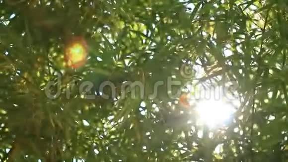 阳光透过翠绿的竹叶把焦点拉来视频的预览图