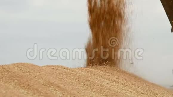特写一条源源不断的麦粒醒来变成了一个巨大的露天土丘面包生产和小麦提取视频的预览图