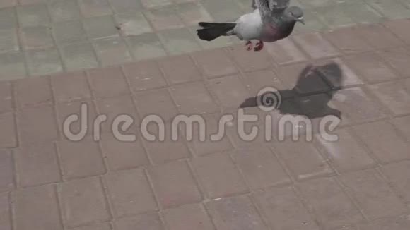 鸽子飞了好几次降落慢镜头视频的预览图