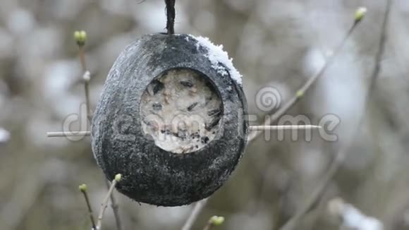 冬天鸟中的种子对鸟类来说更敏感下雪了视频的预览图