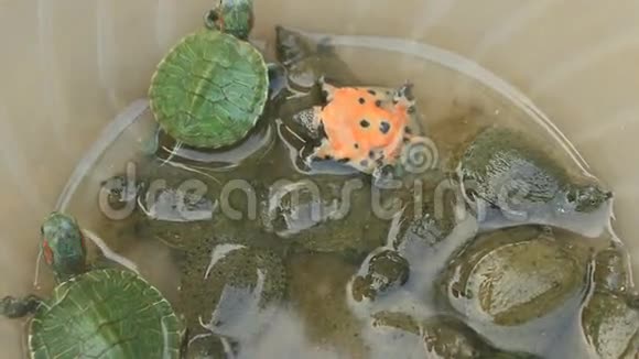 乌龟在碗里视频的预览图