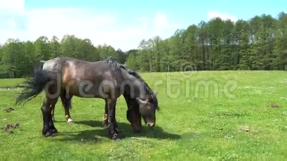 美丽的马在春天的草地上放牧视频的预览图