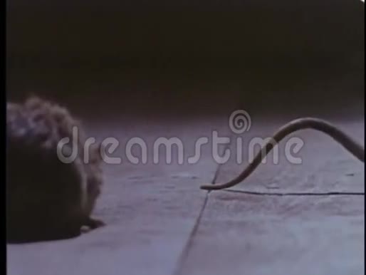 两只老鼠在木地板上行走视频的预览图