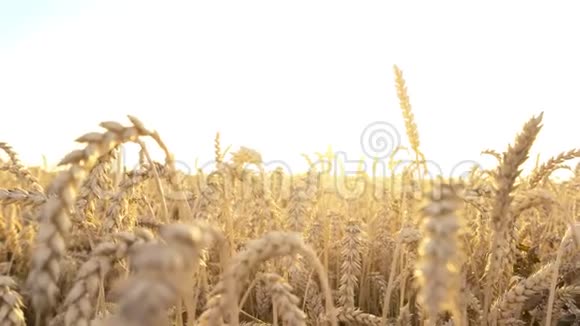 麦穗的玉米田间农业种植视频的预览图