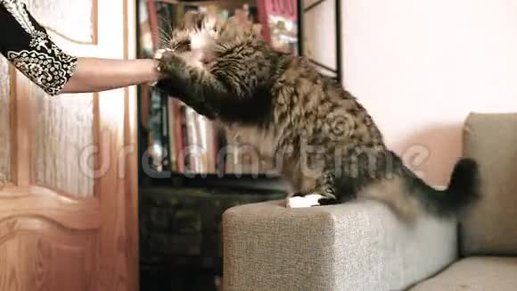 猫女人的手玩猫抓伤手臂视频的预览图