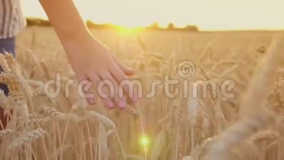 在日落时触摸小麦小穗雌性手击成熟小穗Stealam针视频的预览图