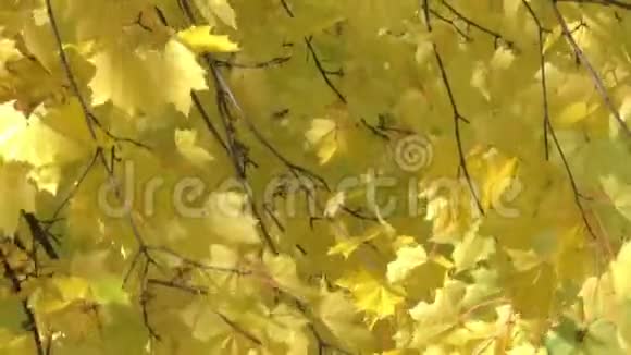 枫树叶明黄视频的预览图