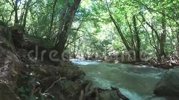 落叶林山河视频的预览图