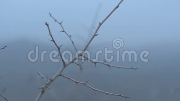 秋日一棵尖刺树在浅田深的晨雾框架视频的预览图