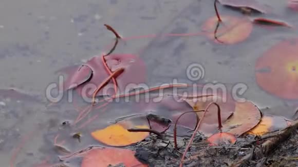 红色和橙色叶子上的水视频的预览图