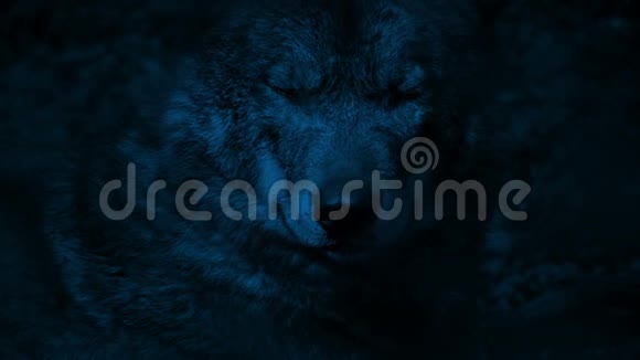 狼在夜里用发光的眼睛咆哮视频的预览图