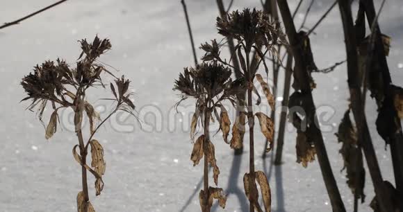 干燥的植物在冬天特写视频的预览图