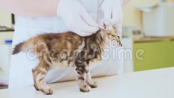 在兽医诊所检查一只可爱的小猫视频的预览图