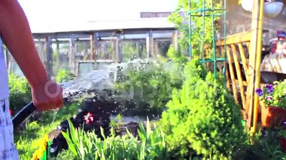 这个男孩把水倒在植物上视频的预览图