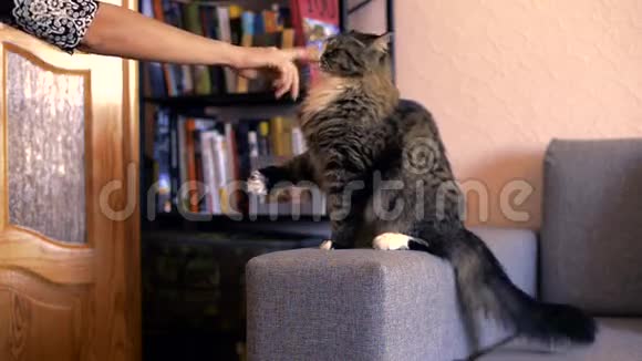 猫女人的手玩猫抓伤手臂视频的预览图