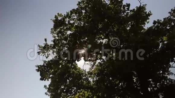 树冠对抗蓝天阳光视频的预览图