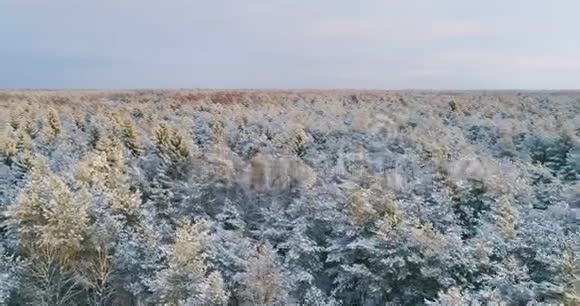 北方国家圣诞节期间在冬季森林上空的空中飞行森林覆盖着雪视频的预览图